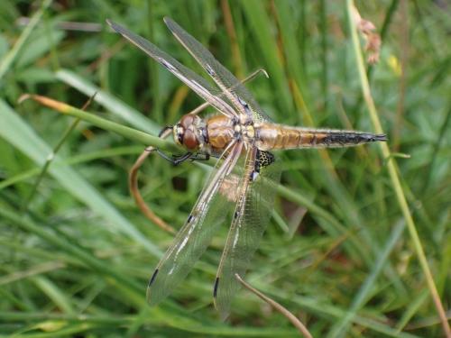 Réf. 306 690 : Libellula quadrimaculata